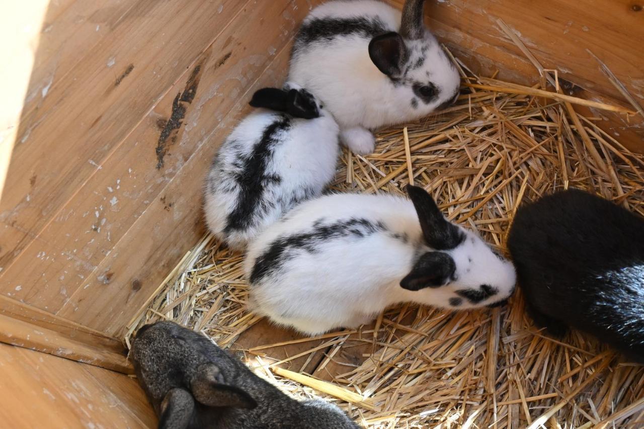 Quinta Ecologica Da Peneda Agroturismo By Peneda Ecofarm Аркос де Валдевез Екстериор снимка